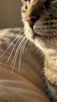 Close-up of a tabby cat face with long whiskers in warm sunlight, showcasing fine fur texture and a calm, serene expression indoors.