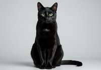 Black cat with striking green eyes sitting upright against neutral background, isolated and ready for design use on pet products, websites, and marketing materials.