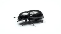 Black beetle insect isolated on white background, suitable for educational materials, nature illustrations, scientific documentation, and design projects.