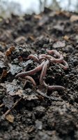 Earthworms crawling through moist soil and organic matter, ideal for agriculture, gardening, composting, and environmental education projects.