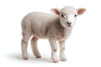 Young white lamb standing on isolated background, looking at camera with curious expression. Fluffy woolly coat and pink ears visible in studio lighting.