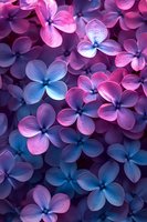 Vibrant purple and blue hydrangea flowers creating dreamy floral background with soft petals and natural botanical texture for spring garden designs.