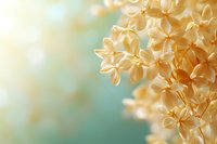 Delicate peach-colored hydrangea flowers in soft focus against turquoise bokeh background, creating dreamy spring atmosphere for nature and garden designs.
