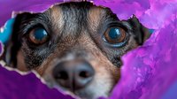 Curious Chihuahua dog peeking through torn purple paper, extreme close-up of expressive eyes and nose, creating playful and humorous mood for pet photography.