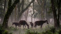Family of deer grazing peacefully in misty forest with moss-covered trees creating atmospheric woodland scene for nature and wildlife projects.