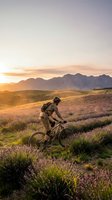 Mountain biker riding through purple lavender fields at golden hour sunset with dramatic mountain landscape backdrop for outdoor adventure sports.