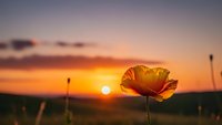 Orange poppy flower blooming at golden hour sunset with warm sky colors and soft bokeh background for nature and botanical designs.