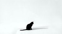 Black cat silhouette sitting and grooming on white background, isolated pet animal shadow for graphic design, logos, decorations and creative projects.