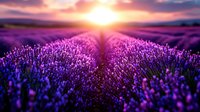 Vibrant purple lavender field at sunset with dramatic sky and sun rays creating magical atmosphere in blooming flowers, nature landscape photography.