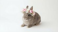 Adorable gray baby bunny wearing delicate pink and white flower crown on clean white background, perfect for Easter greeting cards and spring designs.