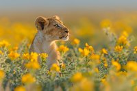 Young lioness in blooming yellow wildflower field during golden hour, side profile view showing majestic feline surrounded by natural floral landscape at sunset.