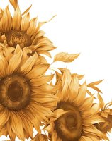 Golden sunflowers in vintage sepia tones on white background, close-up view of blooming flowers with detailed petals and seeds. Isolated botanical illustration.