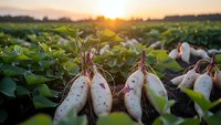 Fresh white radishes with green tops harvested from organic farm field during golden sunset hour creating warm agricultural scene.