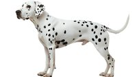 Dalmatian dog with white coat and black spots standing in profile on white background, isolated and ready for design use.