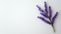 Delicate purple lavender sprig on white background, minimalist botanical composition with soft shadows. Clean design element for wellness and spa concepts.