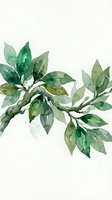 Watercolor botanical branch with lush green foliage isolated on white background, suitable for design projects, wall art, and decorative applications.