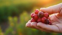 Fresh red grapes held in cupped hands during golden hour harvest time with warm sunlight and blurred vineyard background for healthy eating concepts.