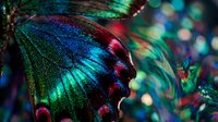 Macro shot of iridescent butterfly wing displaying vibrant turquoise, emerald, and magenta patterns with intricate scale details and soft bokeh background for nature and wildlife projects.