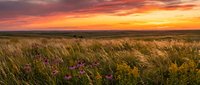 Golden prairie grassland with wildflowers at sunset showcasing dramatic orange sky and natural landscape for outdoor adventure and nature photography.
