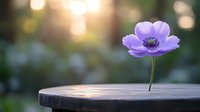 Purple anemone flower on wooden surface against blurred natural background with golden bokeh lights and sunset glow creating romantic atmosphere.