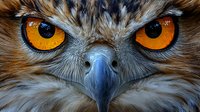Extreme close up of eagle eyes with bright orange color and sharp curved beak. Detailed macro photography shows feathers and intense predator gaze.