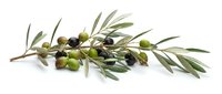 Olive branch with ripe and unripe fruits and green leaves isolated on white background, suitable for food, culinary, and Mediterranean cuisine design projects.