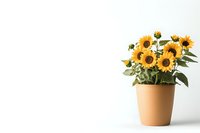 Fresh sunflowers in terracotta pot against white background, minimalist floral arrangement with bright yellow blooms and green leaves, copy space for text.