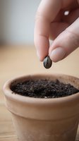 Close-up of hand holding striped seed above terracotta pot with soil, representing gardening, planting, and new beginnings in home cultivation.