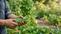 Farmer holding fresh green beans harvested from garden, agricultural produce ready for cooking or market sale.