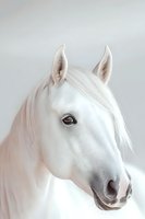 Portrait of majestic white horse with gentle eye and soft mane against light background, showcasing pure grace and ethereal beauty in equine photography.