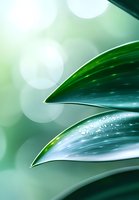 Fresh green leaves with morning dew drops against soft bokeh background create serene natural macro composition for wellness and spa designs.