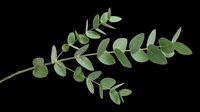Eucalyptus branch with green leaves isolated on transparent background, ready for t-shirt design, clipart, stickers, print-on-demand products, and sublimation projects.