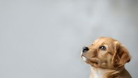 Adorable golden retriever puppy looking up with curious expression against neutral gray background with copy space for text and design elements.