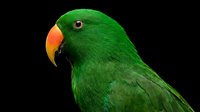 Green parrot with orange beak portrait on black background, tropical bird head closeup, exotic pet animal wildlife nature photography for design projects.