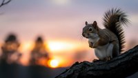 Cute gray squirrel sitting on tree branch during golden hour sunset with warm pink and orange sky background for nature and wildlife photography.