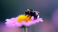 Fuzzy bumblebee collecting pollen from pink daisy flower against blurred background, macro photography shows detailed insect wings and legs on yellow center.