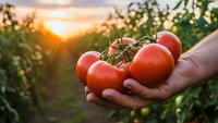 Fresh ripe red tomatoes in farmer hands at sunset in garden. Organic vegetable harvest concept for healthy eating and agriculture lifestyle.