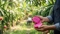 Dragon fruit halves held in farmer's hands in tropical garden setting, showcasing fresh pink pitaya produce ready for harvest or market sale.