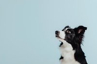 Border Collie dog with black and white fur looking up attentively against light blue background, profile view showing alert expression and perked ears.