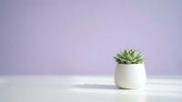 Small succulent plant in white ceramic pot on clean surface against soft purple gradient background for home decor and minimalist interior design.