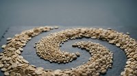 Sunflower seeds arranged in a spiral pattern on a gray surface, showcasing natural texture and organic design for backgrounds and creative projects.