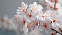 Delicate white cherry blossoms with pink stamens blooming on branch, soft focus background for spring nature photography and seasonal design projects.