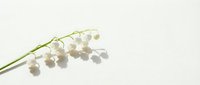 Delicate lily of the valley sprig with white bell-shaped flowers casting soft shadows on a clean light background, spring nature concept.