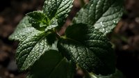 Fresh green mint leaves with water droplets on textured surface, aromatic herb for cooking, tea, natural remedies and organic gardening concepts.