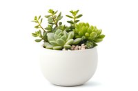 Succulent plants arrangement in modern white ceramic pot with pebbles, featuring Echeveria and small leafy stems, isolated on white background for decor.