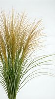 Ornamental grass bunch with golden seed heads and green blades isolated on white background, for botanical, nature, and home decor design use.