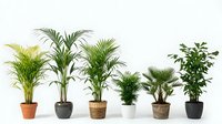 Collection of tropical houseplants in decorative pots including palm trees and green foliage plants arranged in row on white background for interior design.