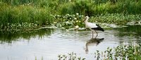 White stork wading in shallow pond water surrounded by lush green vegetation and water lilies creating peaceful wetland wildlife scene for nature photography.