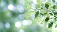 Fresh green leaves with morning dew drops against blurred bokeh background in sunlight create natural tranquil spring atmosphere for nature designs.