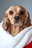 Wet Cocker Spaniel puppy wrapped in soft white and red towel after bath, close-up portrait showing big brown eyes and damp golden fur.